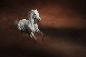 Horse, friend, beautiful, running HD wallpaper