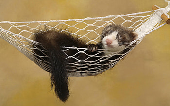 Sleeping, Ferrets HD wallpaper