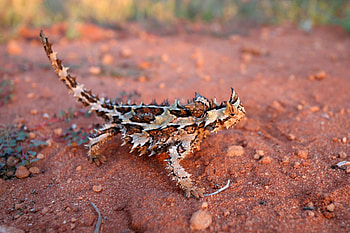 Thorny Devil, devil, thorny, reptile, lizard HD wallpaper