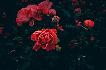 Flowers, Leaves, Bush, Rose Flower, Rose, Petals, Bud, Garden HD wallpaper