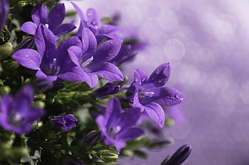 Plants, Flowers, Violet HD wallpaper