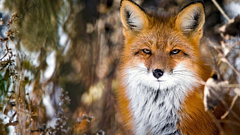 Fox, animal, fur, tail HD wallpaper