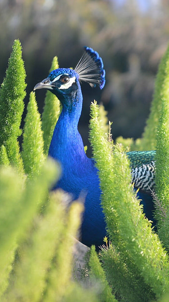 Animal peacock, Striking beauty, Nature's marvel, Majestic creature HD phone wallpaper