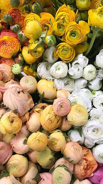 Ranunculus, Colorful Folower, colorful flower HD phone wallpaper