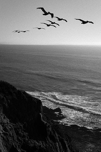 Nature, Water, Rock, Bird, Bw, Chb HD phone wallpaper