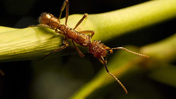 Gnamptogenys, Ant HD wallpaper