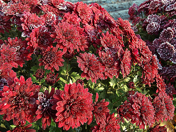 Plants, Flowers HD wallpaper