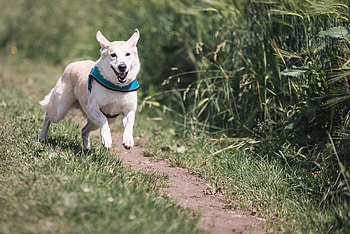 Animals, Grass, Dog, Path, Trail, Run, Run Away HD wallpaper