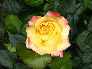 The beauty of the rose, rose, nature, yellow, flower HD wallpaper