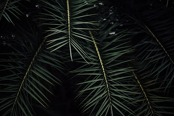 Nature, Leaves, Bush, Plant, Branches HD wallpaper