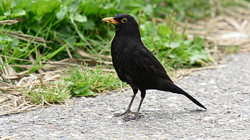 Common Blackbird, Tamron camera lens, Expert review, graphy gear HD wallpaper