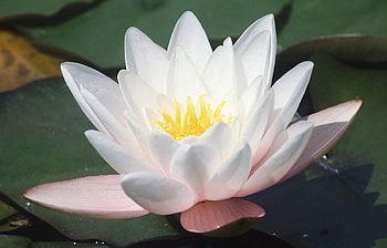 Plants, Flowers, Lilies HD wallpaper