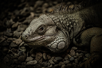 Animals, Stones, Reptile, Scales, Scale, Iguana HD wallpaper