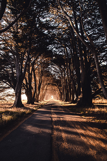 Nature, Trees, Road, Shadow HD phone wallpaper