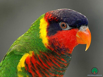 adi, birds, animals HD wallpaper