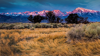 snowy mountains usa, trees, california, plants, snow HD wallpaper