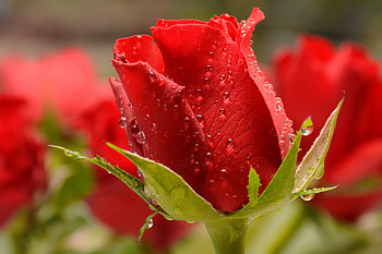 Red roses, roses, red, drops, flowers, beautiful, fragrance, closeup, leaves, wet, scent, dew HD wallpaper