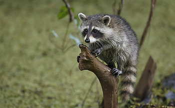 *** Raccoon ***, animal, raccoon, animals, tree HD wallpaper