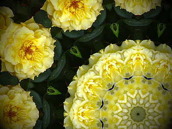 Bridal Circle of Yellow Roses, delicate, circle, roses, pretty, yellow, spring HD wallpaper