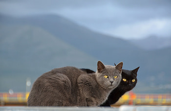 Animals, Cats, Mountains, Couple, Pair, Blur, Smooth HD wallpaper