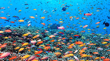 Abundance of fish colors, Vibrant Great Barrier Reef, Australia, Stunning underwater graphy HD wallpaper