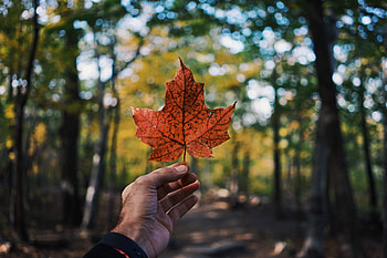 Nature, Autumn, Hand, Sheet, Leaf, Maple HD wallpaper
