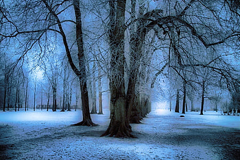 Blue Winter Night, winter, night, blue, tree HD wallpaper
