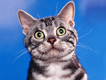 Animals, Cat, Muzzle, Striped, Sight, Opinion HD wallpaper