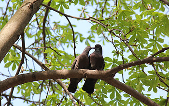 Animals, Nature, Birds, Pigeons HD wallpaper