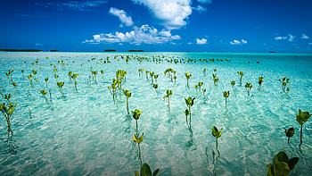 Tuvalu travels, Young mangroves, Marine park, Ecosystem preservation HD wallpaper
