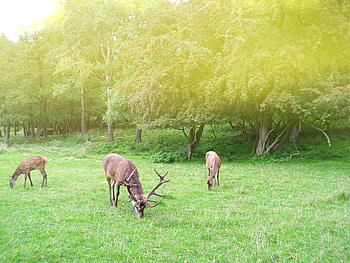 Family Deer, Springtime, Forest, Clearing, Deers HD wallpaper