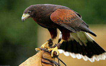 Hawk , Bird, Wildlife HD wallpaper