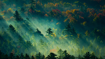 Forest, Go Green HD wallpaper