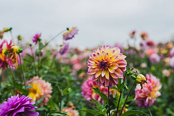 Garden of dahlias, Flowers, Nature, Dahlias, Garden HD wallpaper