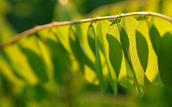 Leaves, Macro, Light, Branch, Shadow, Light Coloured HD wallpaper