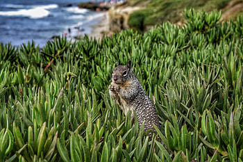 Animals, Squirrel, Grass, Rodent HD wallpaper