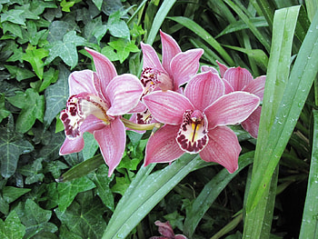 Flowers Blooms at the garden 24, graphy, green, Flowers, garden, Orchids, Purple HD wallpaper
