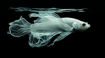 of Elegant Siamese Fighting Fish in Stunning Detail, Animal, fish, siamese fighting fish HD wallpaper