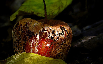 Food, Chinese lantern fruit, Vibrant HD wallpaper