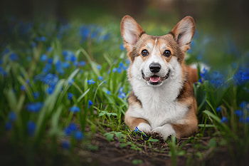 Bluebell Corgi — Animal, Animal, corgi HD wallpaper