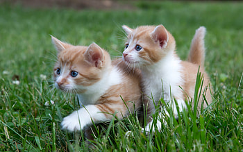 Kittens, pisica, animal, kitten, summer, green, couple, cat, grass HD wallpaper