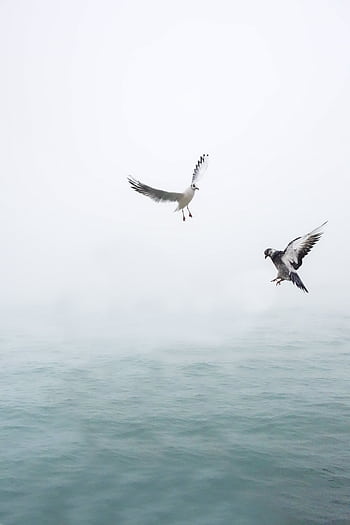 Two seagulls gracefully flying over the calm, misty ocean, symbolizing dom and tranquility. HD phone wallpaper