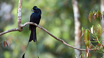 Greater Racket-tailed Drongo, animal, nature, bird HD wallpaper