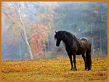 Lone stallion, mist, horse, stallion, field, trees, dark brown, handsome HD wallpaper