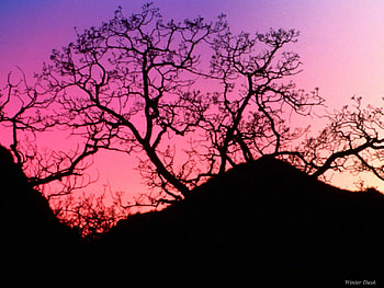 Winter Dusk, trees, dusk HD wallpaper