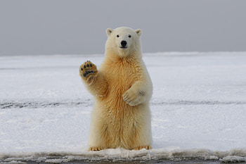 Funny, Animals, Bear, Polar Bear, Paw HD wallpaper
