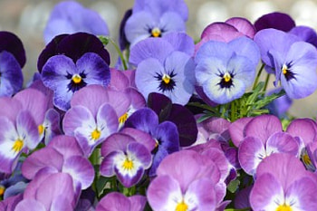 Pansies, pansy, garden, spring, flower HD wallpaper