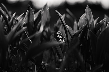 Flowers, Lily Of The Valley, Plant, Bloom, Flowering, Bw, Chb HD wallpaper