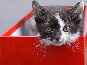 red box, kitten, box, black white, red, cat HD wallpaper