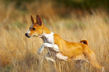 Basenji Dog, Breed spotlight, DNA test, Mutt identification HD wallpaper